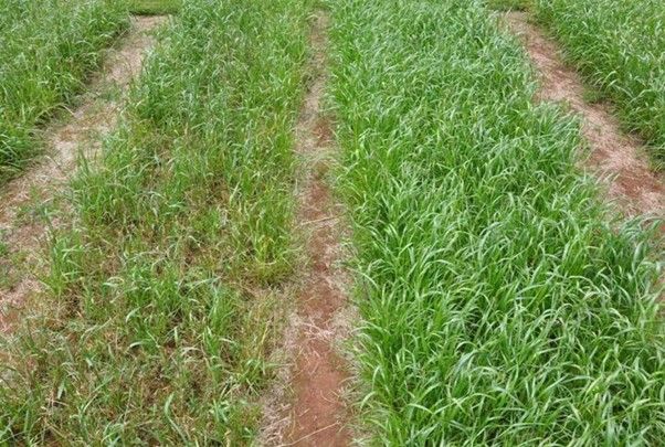 Annual compared to an Italian ryegrass